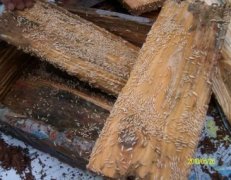 保稅區殺蟲案例展示